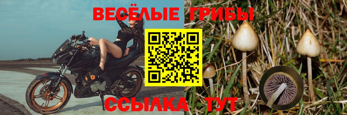 Галлюциногенные грибы Psilocybine cubensis Нарьян-Мар